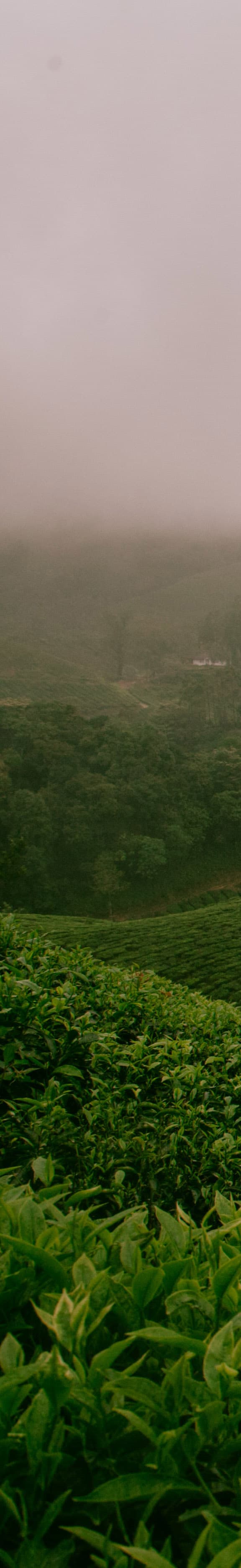 Магазин чая DomHu