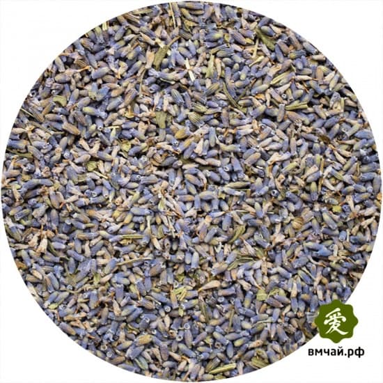 Цветы лаванды